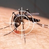 RS ultrapassa os 12,4 mil casos de dengue